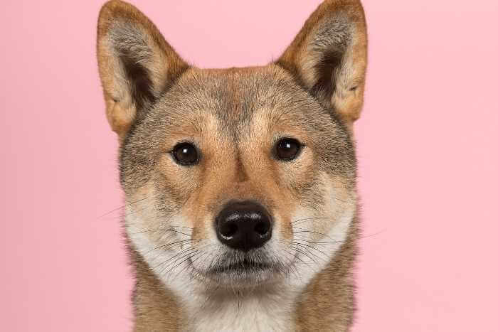 gözleri parlayan köpek