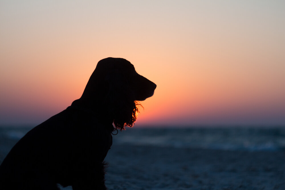 günbatımında sahilde duran köpek cocker spaniel