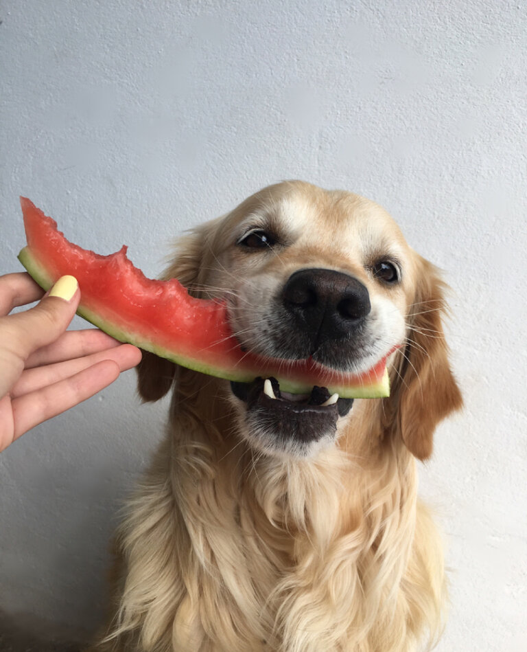 Conoce cuáles son las frutas buenas para tu perrito, sí puede comer frutas