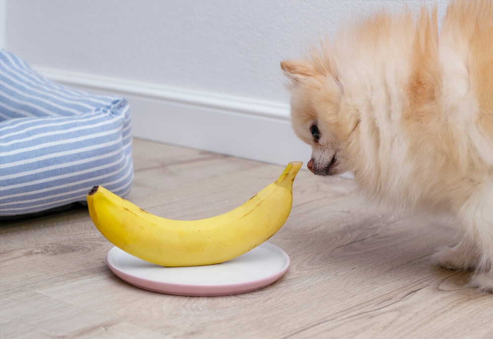 Une banane.