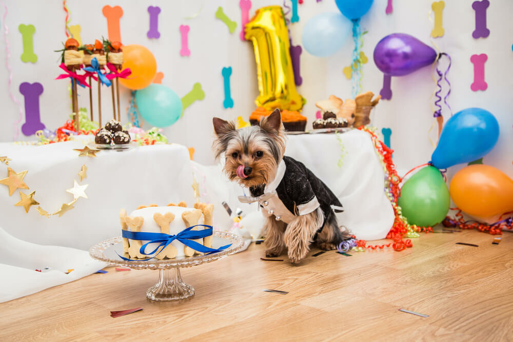 Chien célébrant un anniversaire.