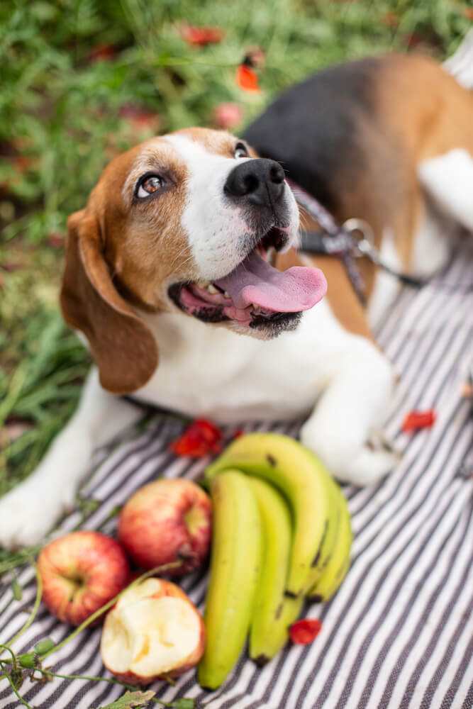 Les fruits sont bons pour les chiens.