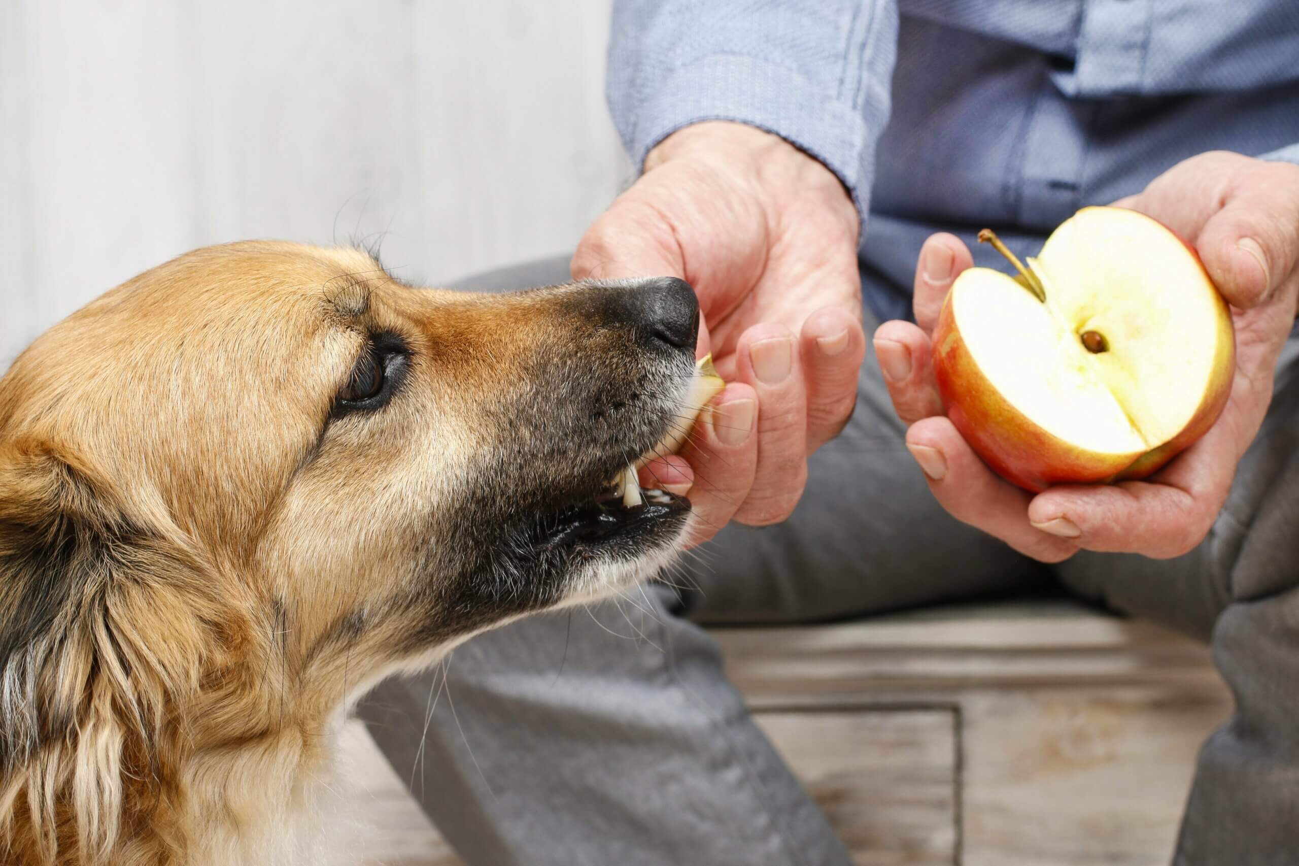 Chien qui mange une pomme.