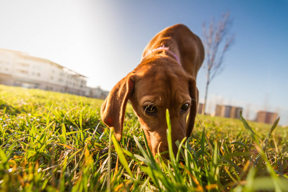 çimleri koklayan köpek