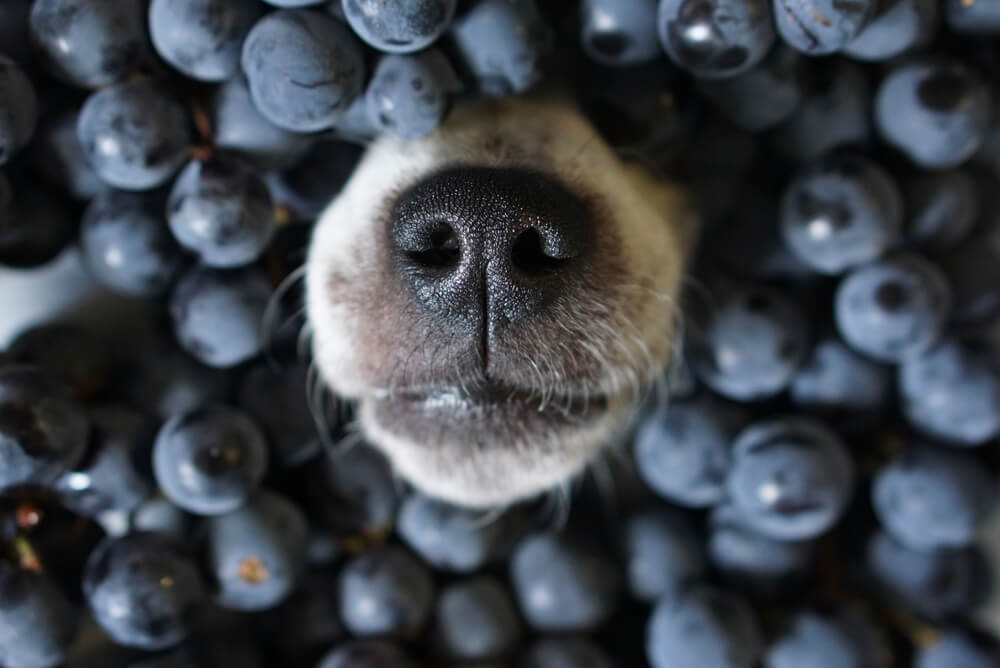 Les fruits sont bons pour les chiens.
