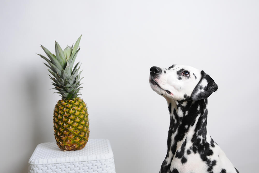Chien près d'un ananas.