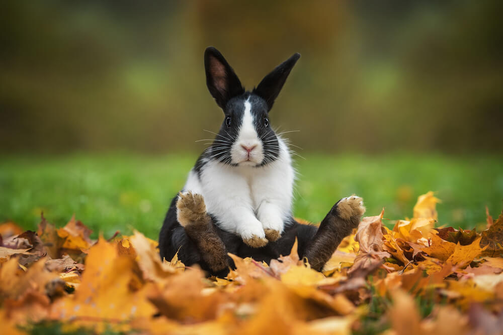 Conejo en el pasto.