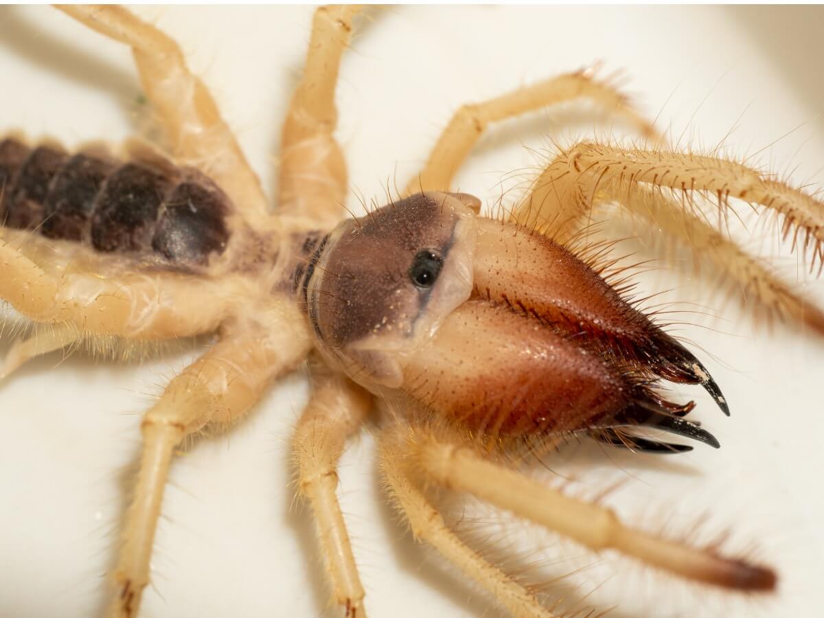 Un gigantesco solifuge su sfondo bianco.