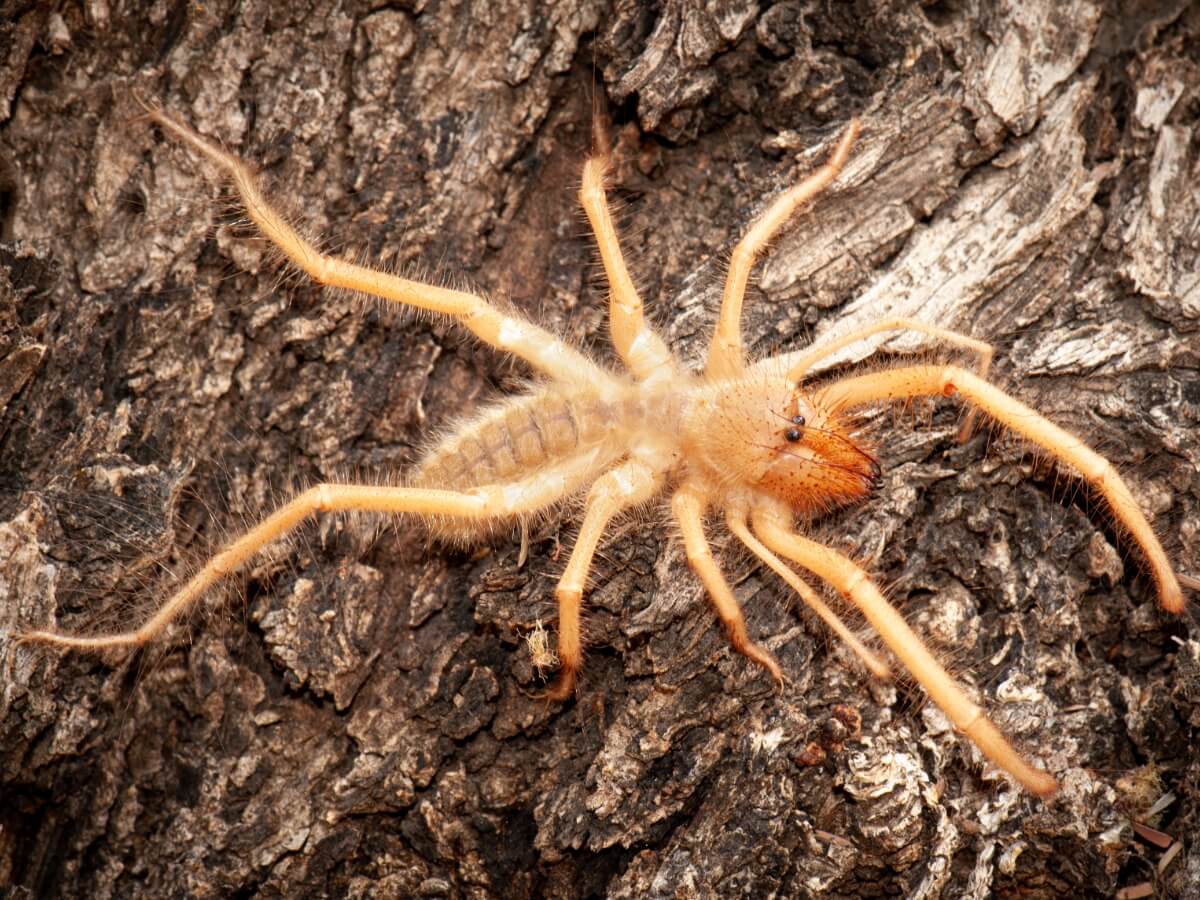 Una araña camello grande.