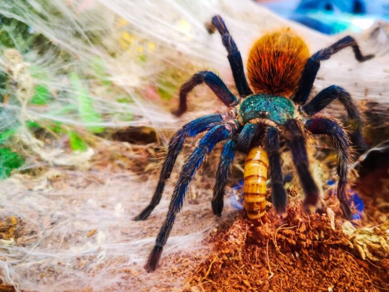10 curiosidades de las tarántulas