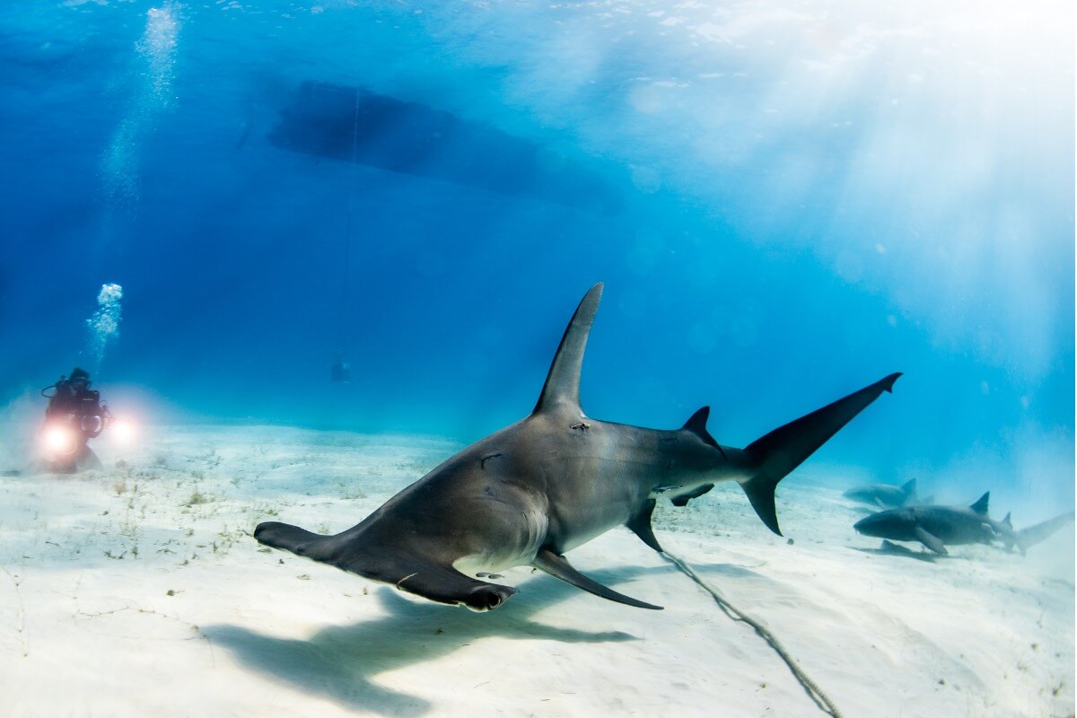 Un tiburón martillo gigante.