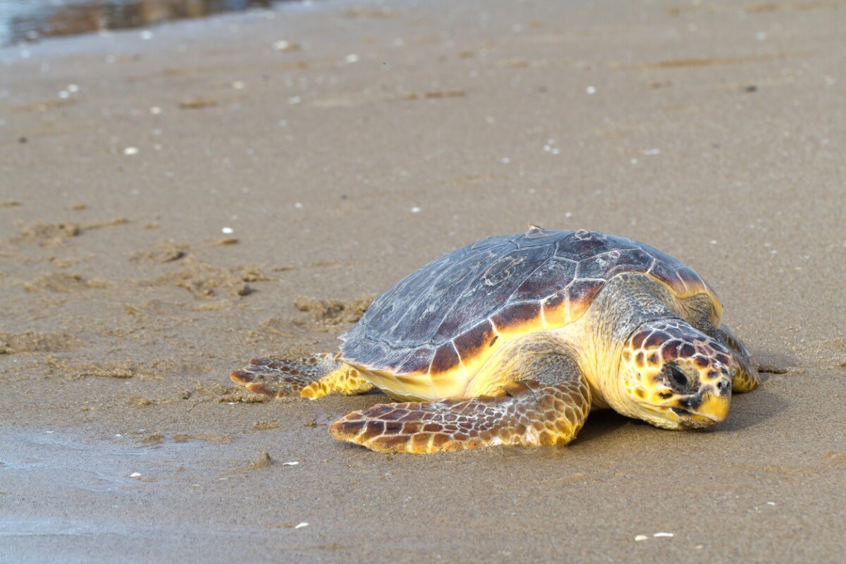 Una tortuga boba llamada Colomera volviendo al mar.