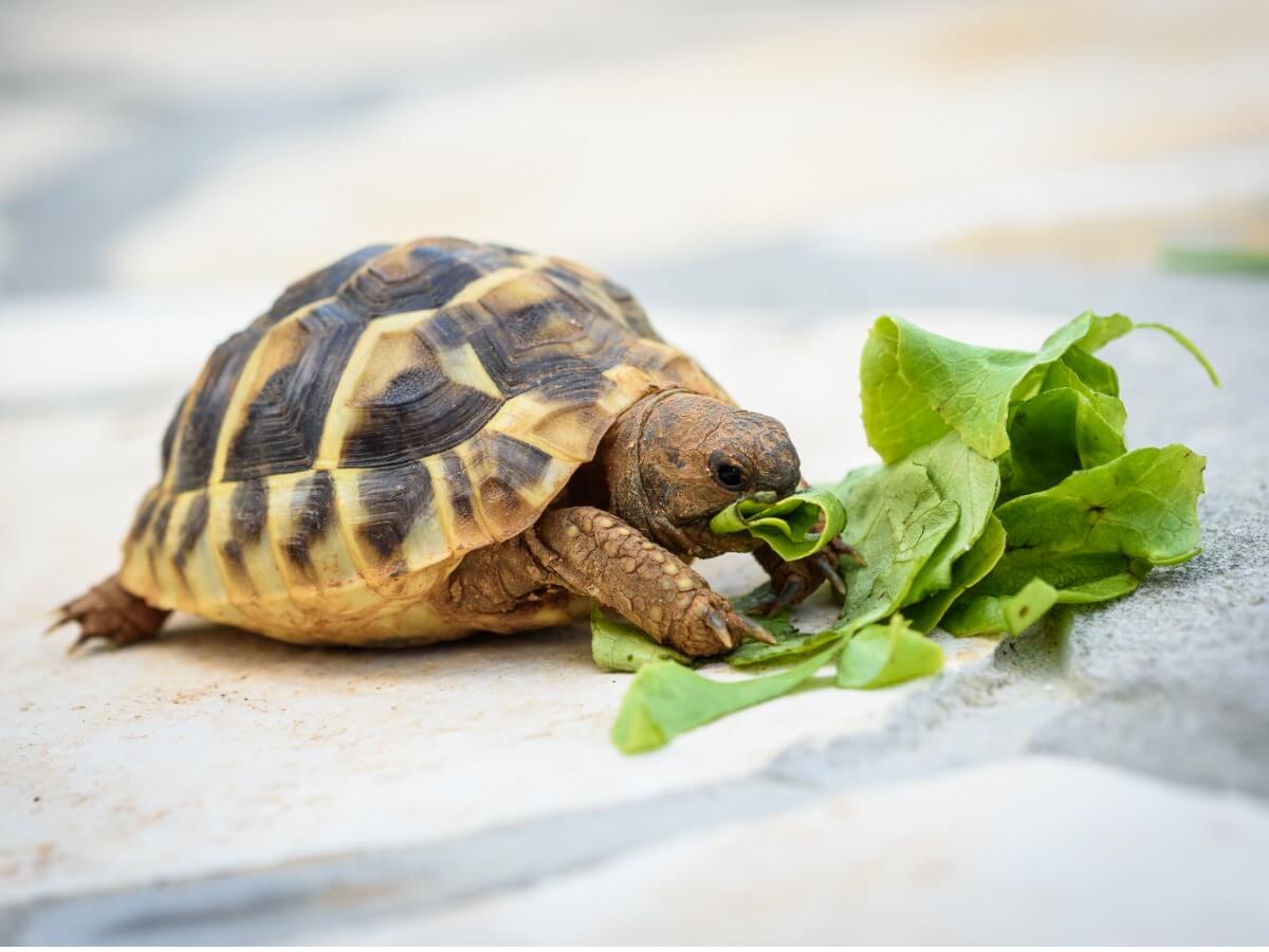 En landköldpadda äter salladsblad