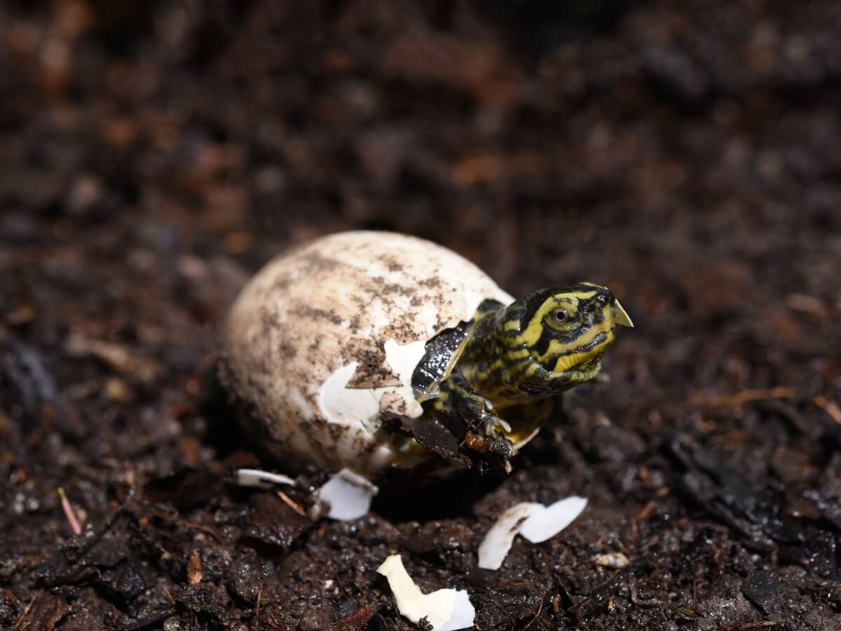 Una tortuga saliendo de un huevo.