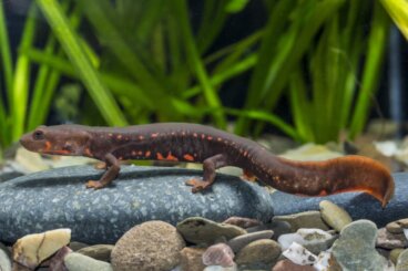 10 curiosidades de los tritones