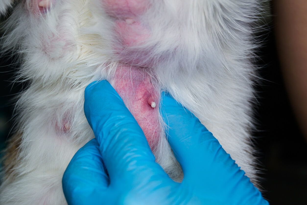 Tumeur mammaire d'un chat.