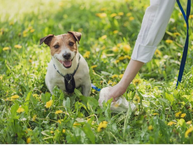 Tipos de heces en perros y lo que dicen de su salud