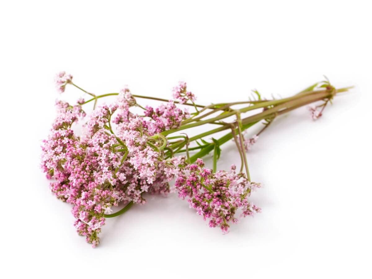 Una valeriana sobre un fondo blanco.