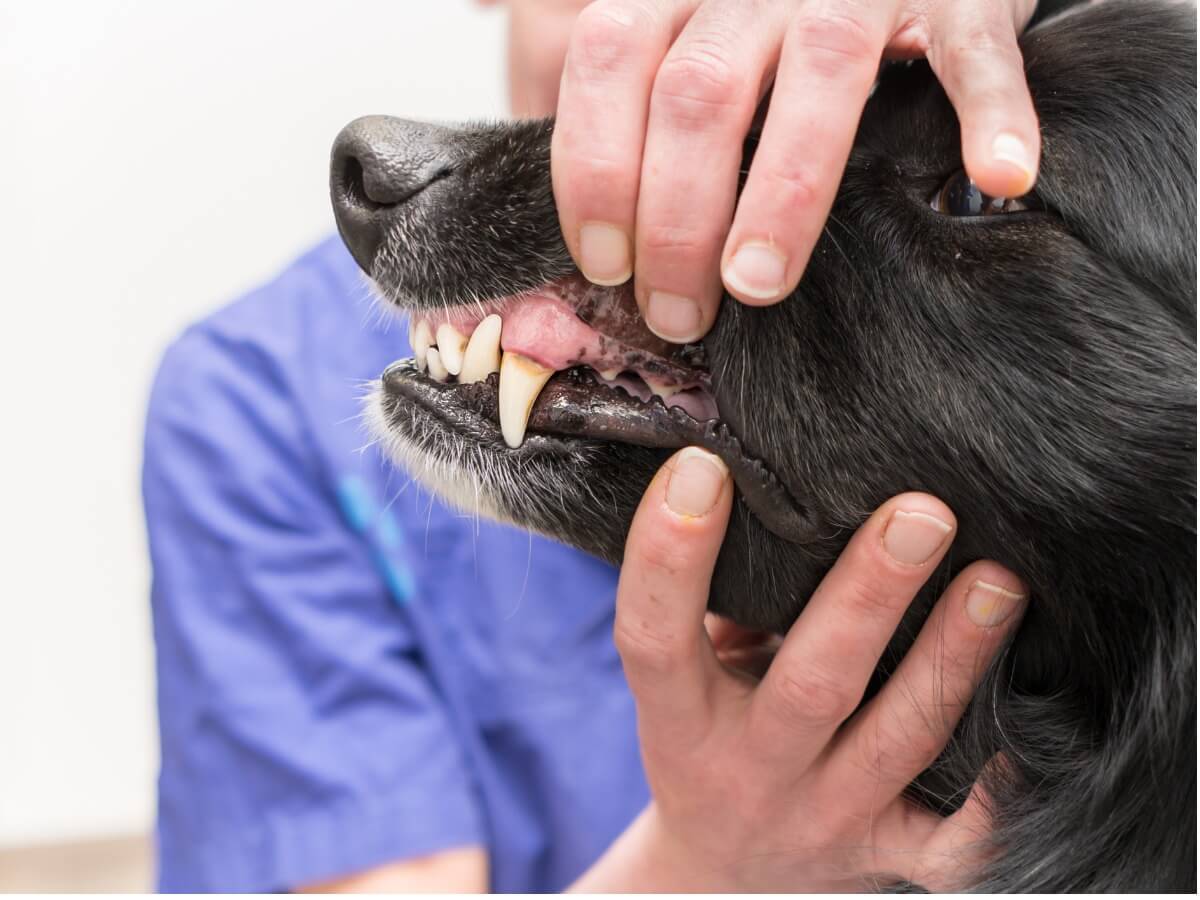bir köpeğin ağzını açan veteriner