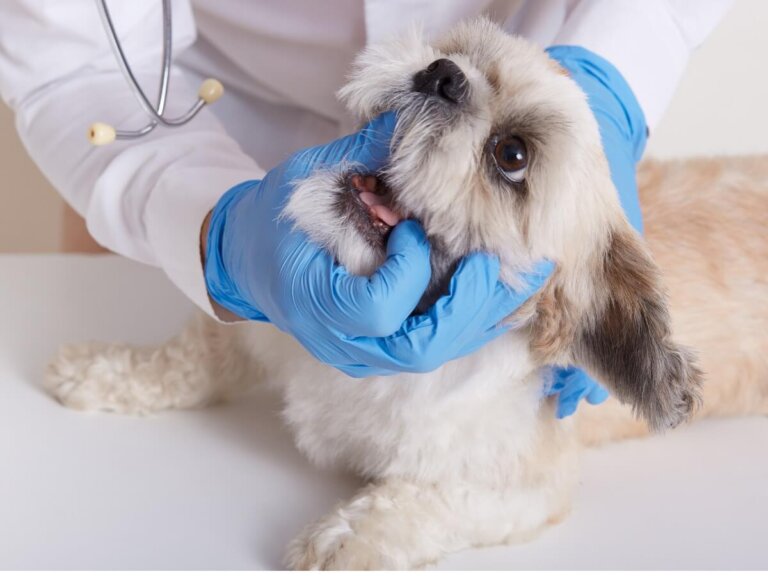 Mi perro tiene el hocico hinchado: ¿qué significa?