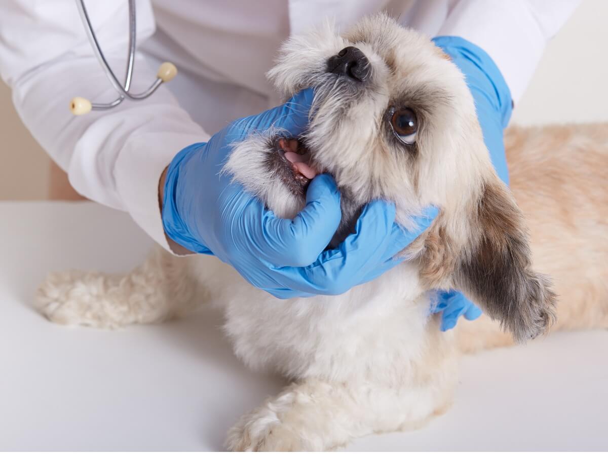 Um veterinário olhando a boca de um cachorro.
