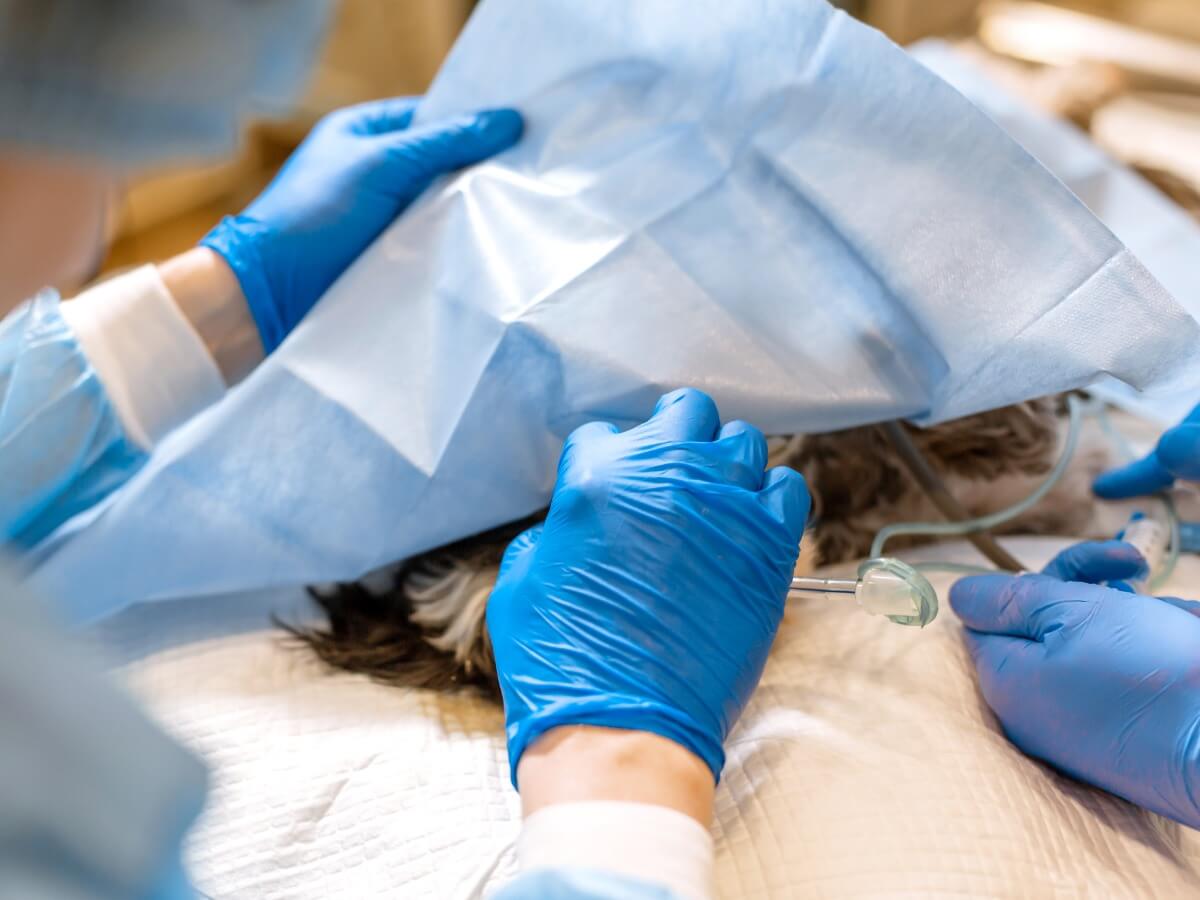 Un vétérinaire effectuant une opération chirurgicale sur un chien.