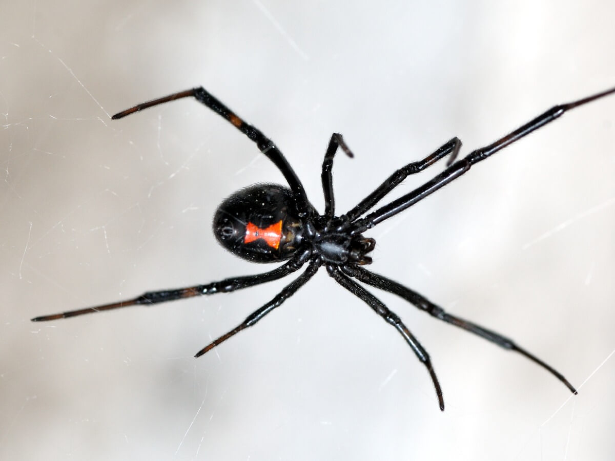 Uno de los tipos de arañas venenosas.