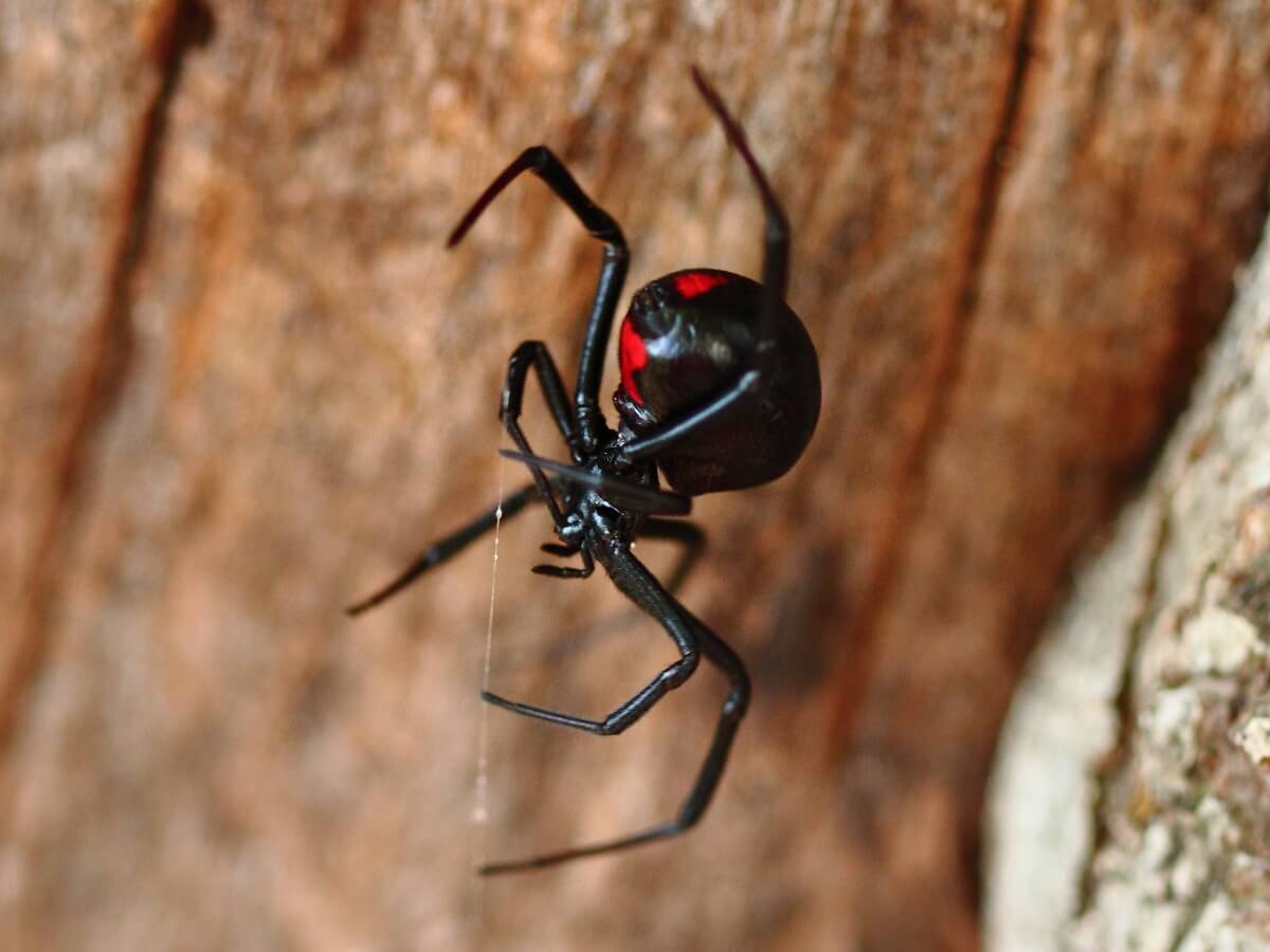 12 tipos de arañas venenosas
