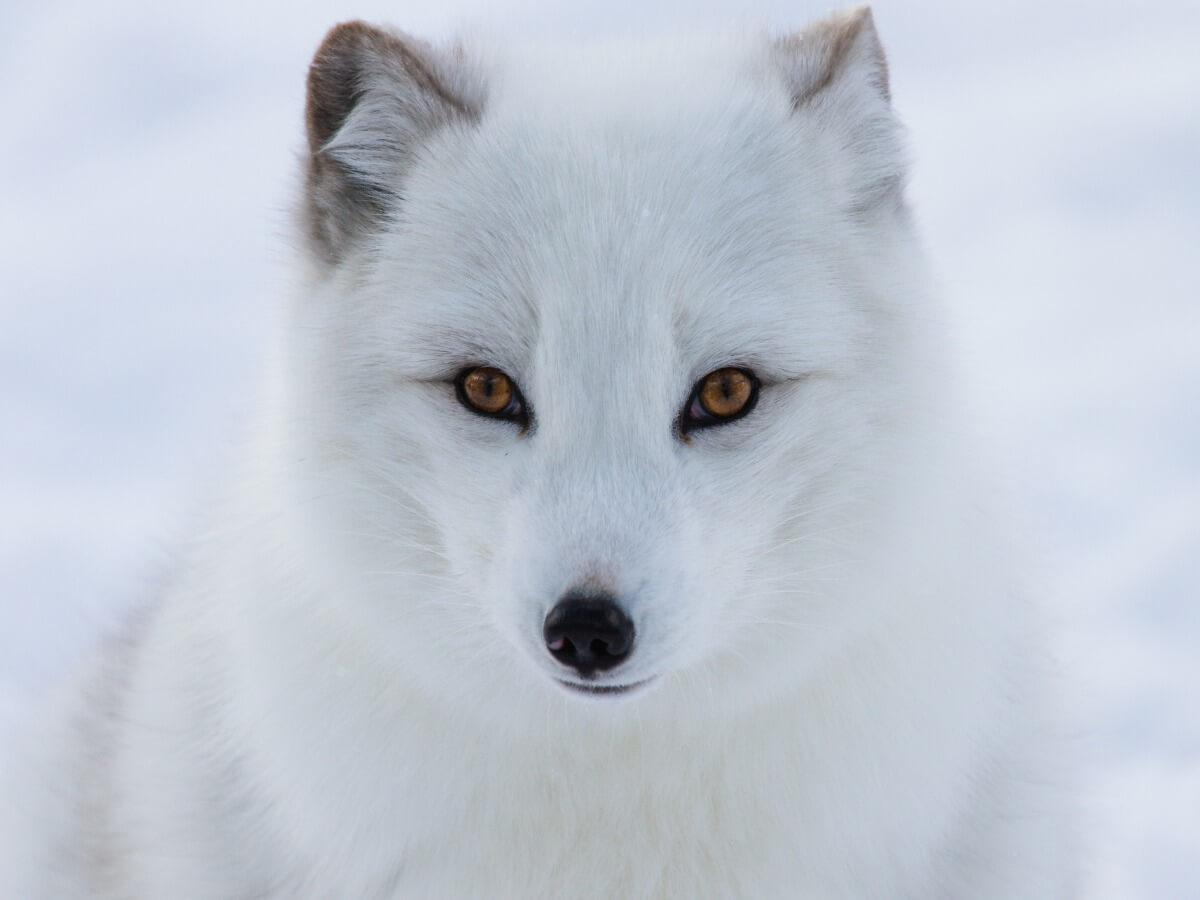 5 animales en peligro de extinción en el Polo Norte