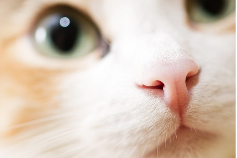 12 olores que los gatos odian