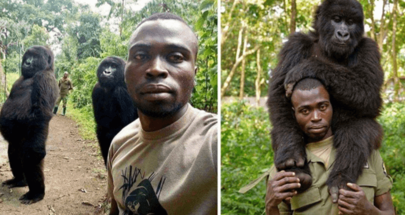 Gorilas que son protegidos contra la caza furtiva, posan junto a guardabosques