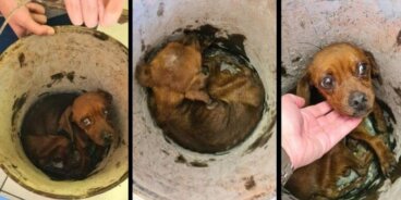 Oliver: cachorro de Teckel abandonado