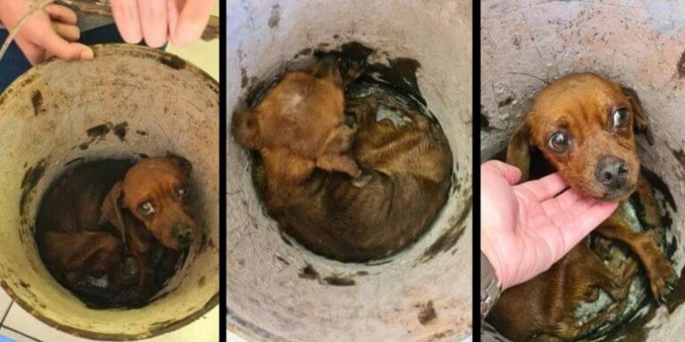 Oliver: cachorro de Teckel abandonado