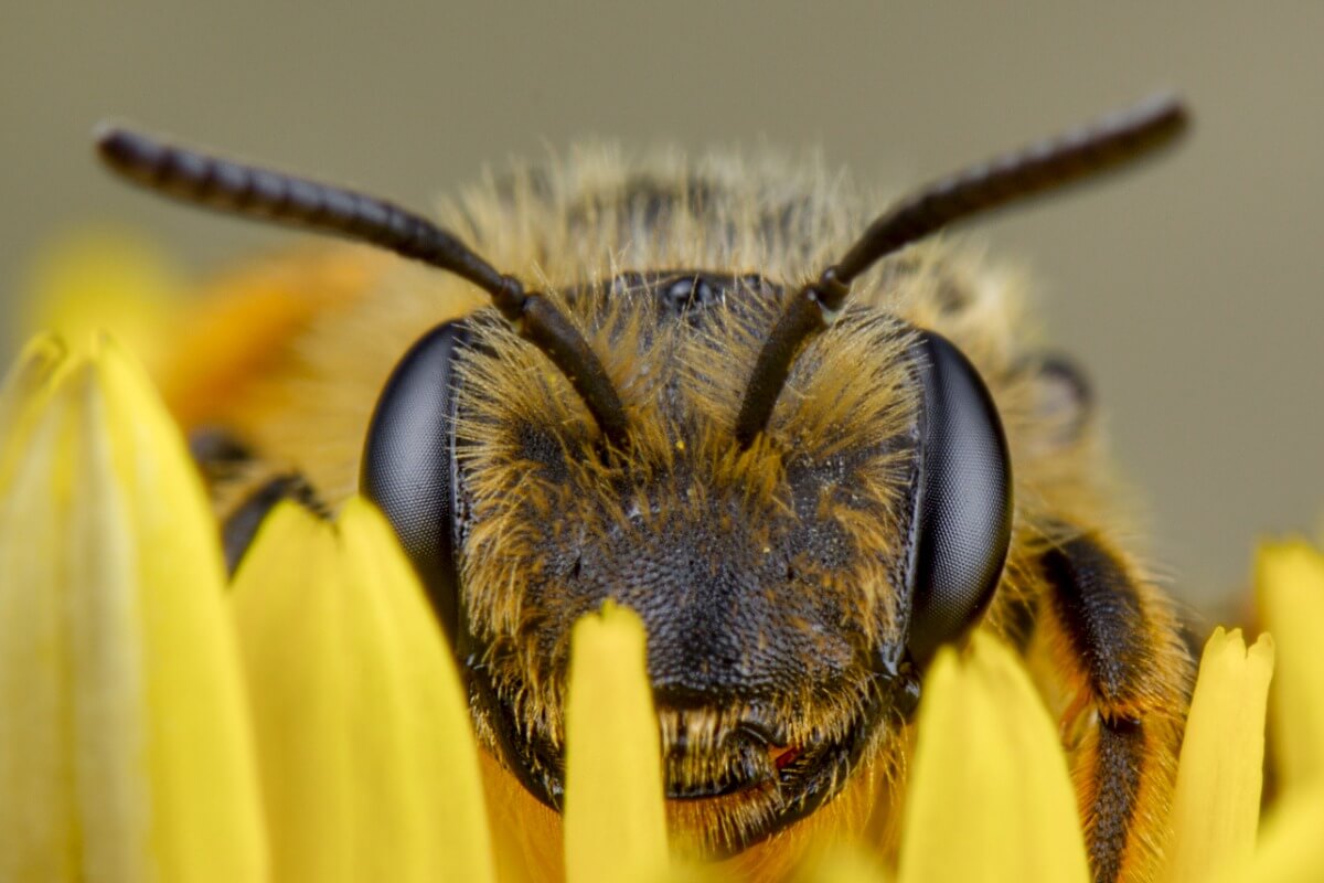 Afrikkalaistunut mehiläinen on yksi vaarallisimmista aavikoiden eläimistä.