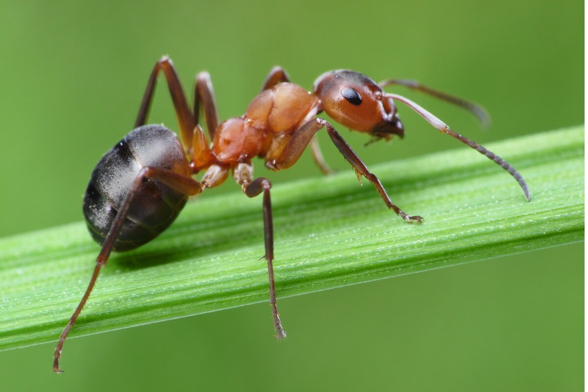 Como se livrar dos ácaros do formigueiro?
