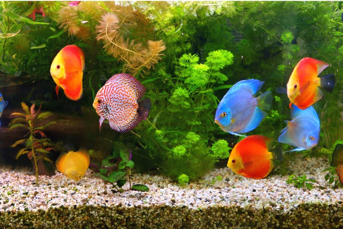 Some colorful fish.
