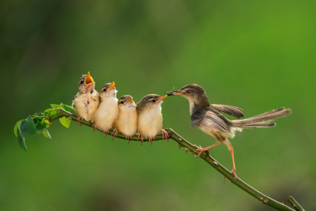 ¿Conoces la alimentación de los pájaros bebés?