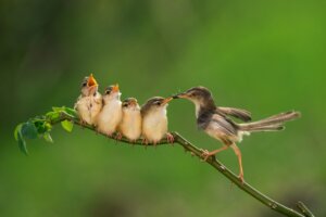 ¿Qué comen los pájaros bebés?