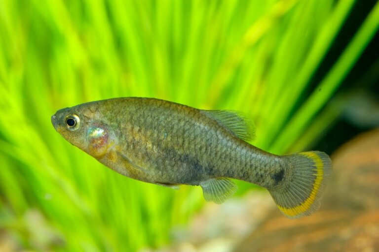 Tiro listado: hábitat, características y conservación