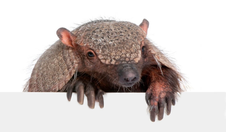 10 curiosidades del armadillo
