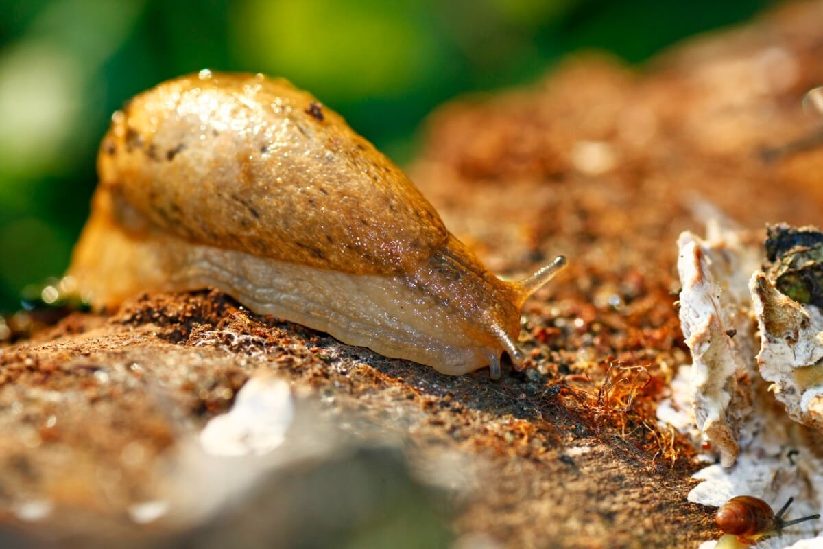 Le curiosità delle lumache sono molteplici.