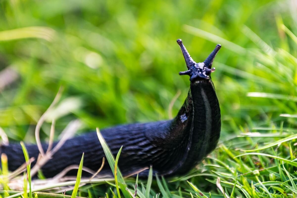 Una lumaca nera nel suo ambiente naturale.