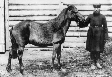 Caballo tarpán: origen y características