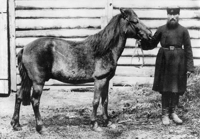 Caballo tarpán: origen y características