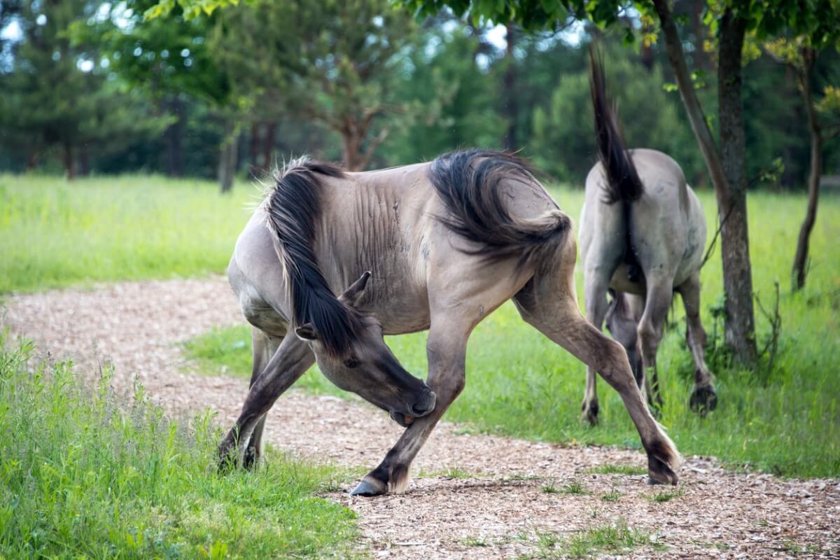 Kaksi hevosta niityllä.