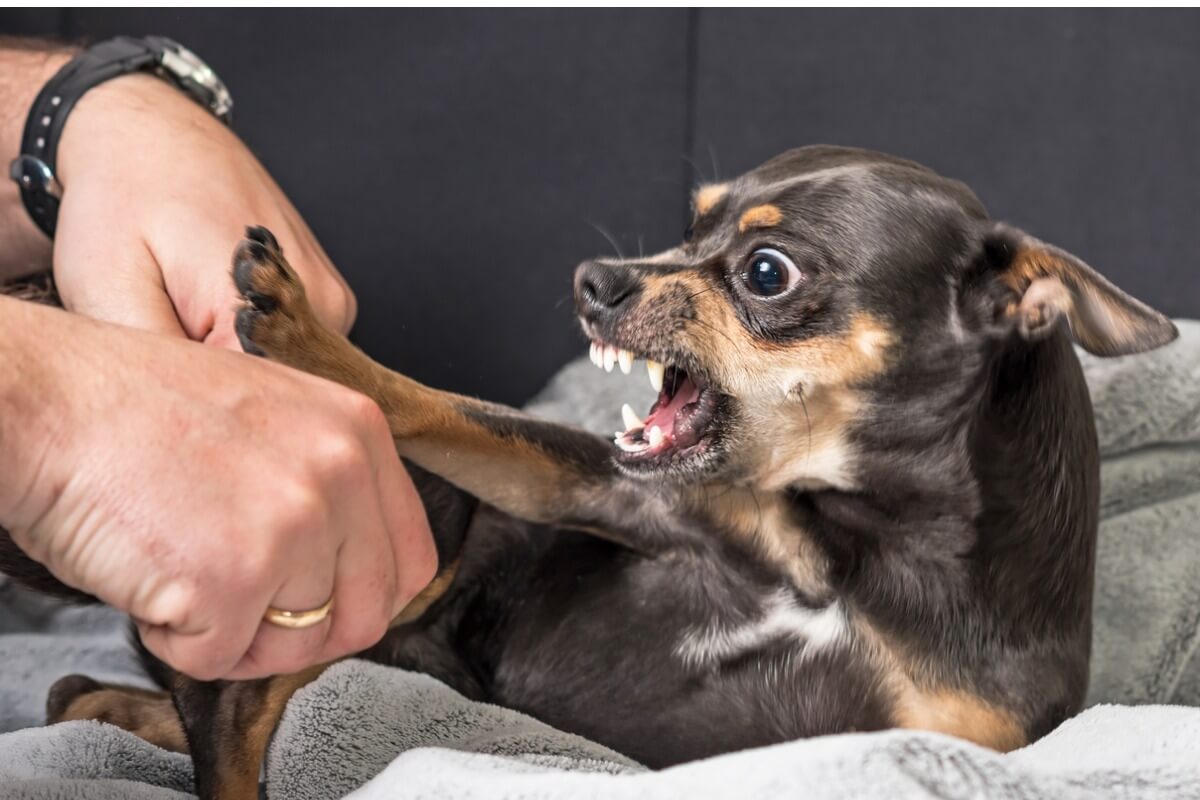 Un chiot mord et grogne contre son tuteur.