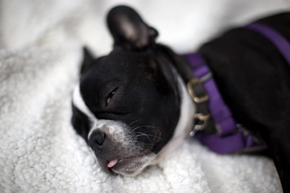 A frenchton dog puppy.