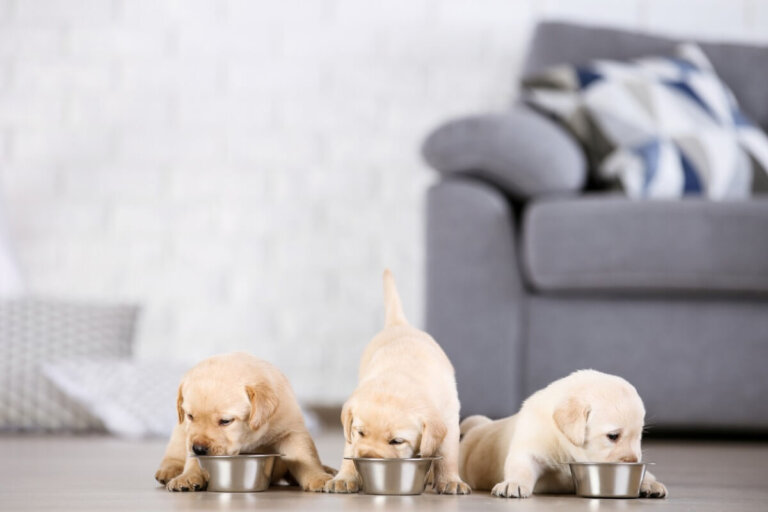 Leche casera de emergencia para perritos recién nacidos