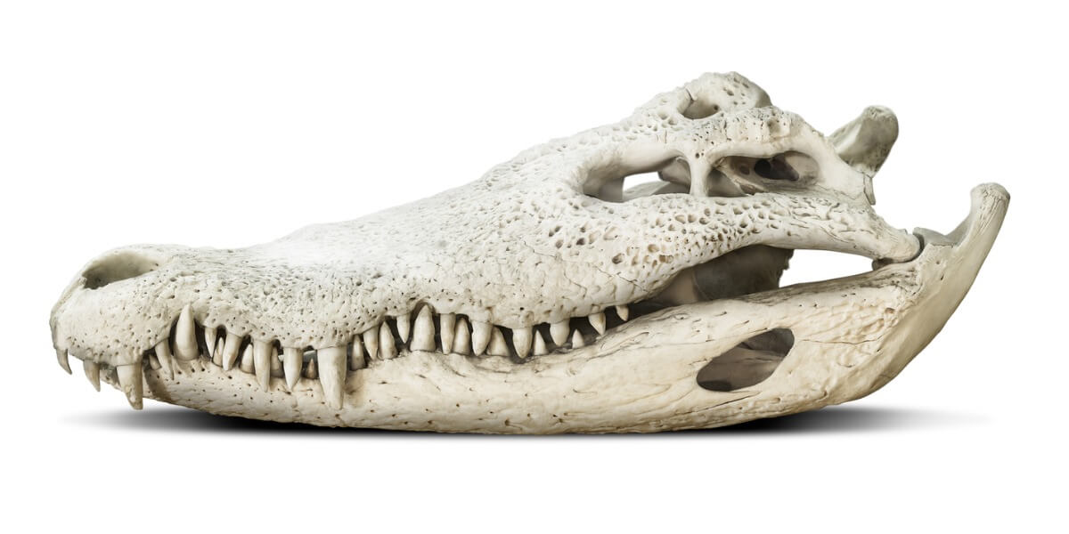 Een schedel van een krokodil