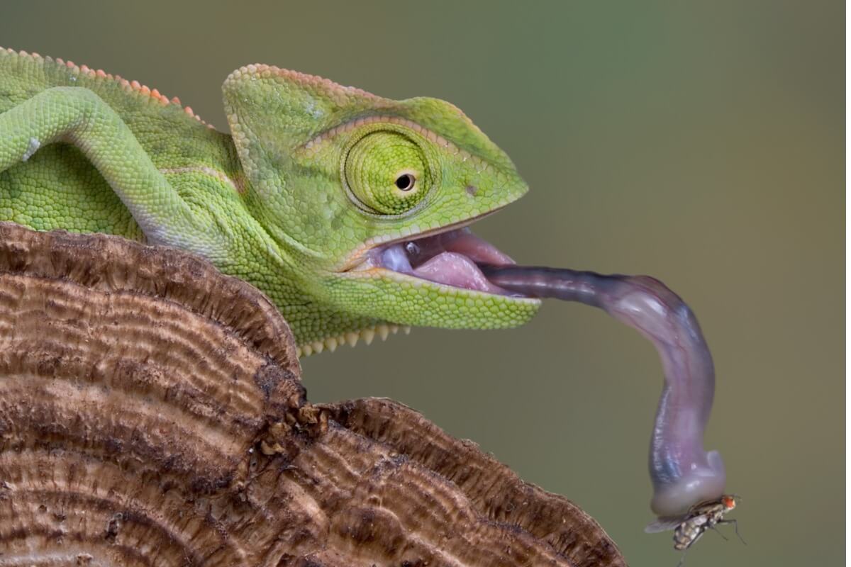 Un camaleonte mangia una cimice.